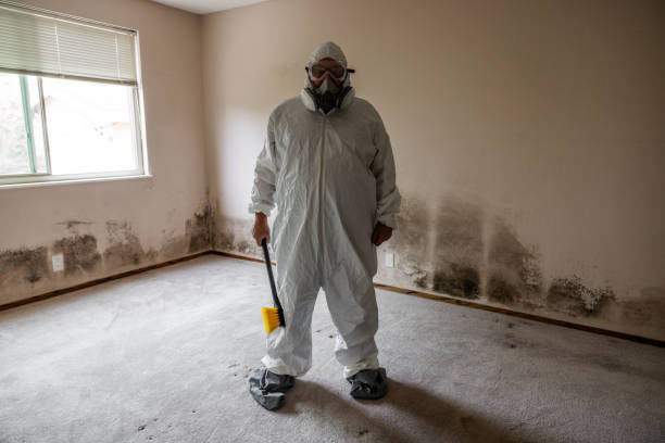 Best Mold Remediation for Healthcare Facilities  in Hilton, NY